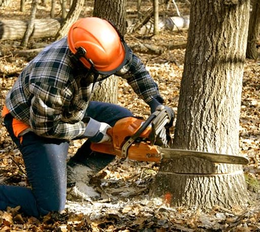 Tree Removal in Wytopitlock, ME